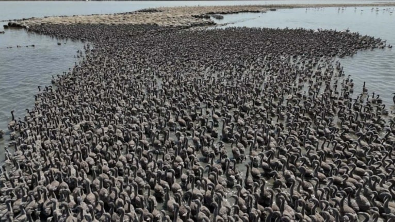 İzmir’de mucizevi doğum: 13 bin yavru dünyaya geldi!