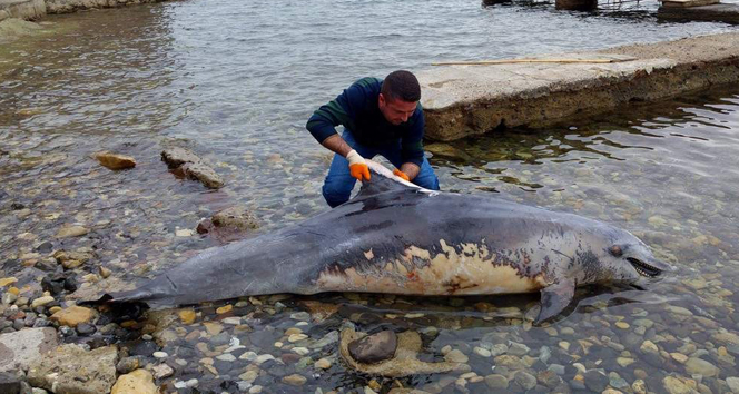 İzmir'de ölü yunus karaya vurdu