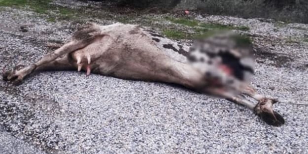 Vicdansızlar! Ön ayaklarından direğe bağlayıp...