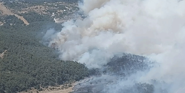 İzmir'de orman yangını