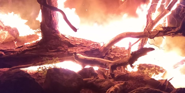 İzmir'de ormanlık alanda yangın