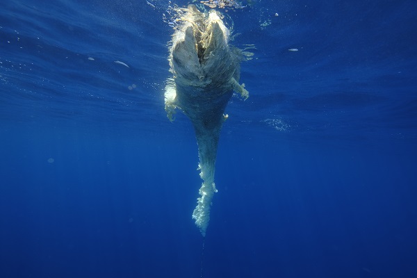 İzmir’de şaşırtan olay! Kuyruğuna taş bağlı halde bulundu