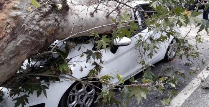 İzmir'de seyir halindeyken üzerine ağaç devrildi