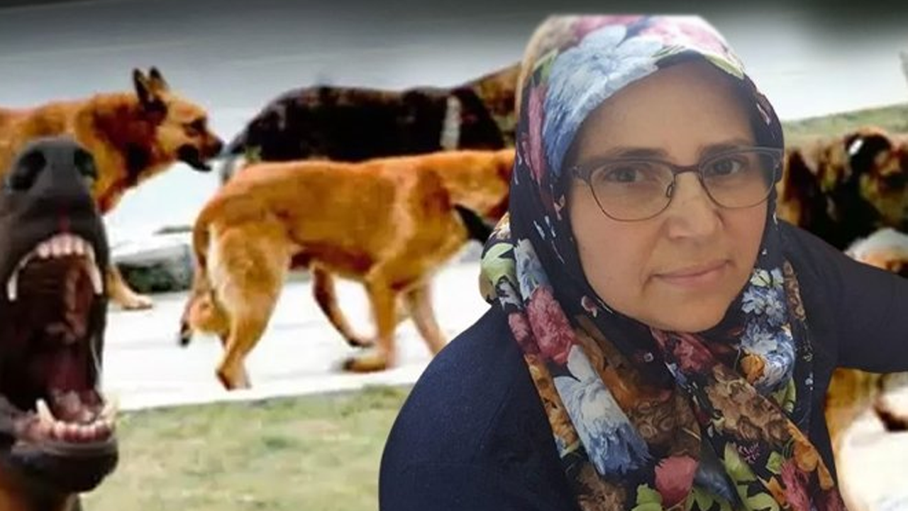 İzmir'de sokak köpeği faciası