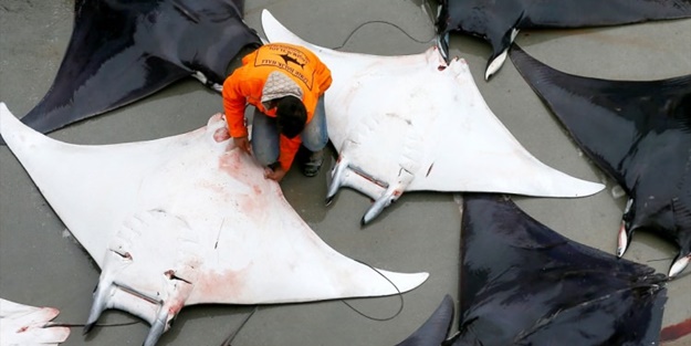 İzmir'de sürpriz! 30 vatoz avlandı