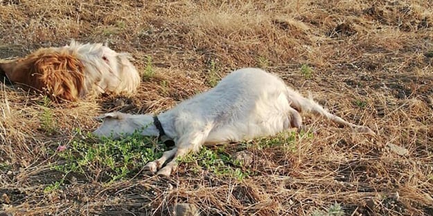 İzmir'de vahşet: Zeytinliğine giren keçilere...