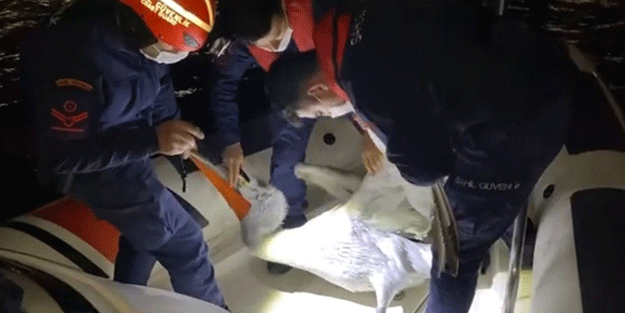 Yaralı pelikan, Sahil Güvenlik tarafından böyle kurtarıldı