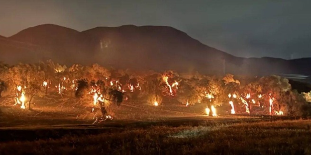 İzmir'de zeytinlik alanda tuhaf yangın