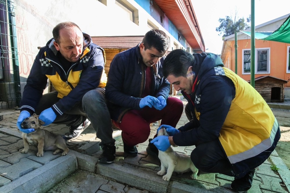İzmir’deki kırsal bölgelerde hayvanlara uyuz aşısı 