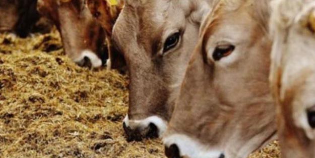 İzmir'deki şarbon iddialarına yanıt geldi!