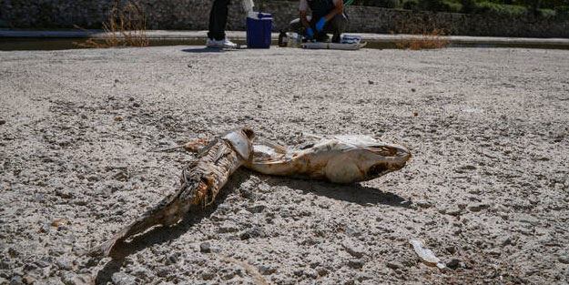 İzmir'i pislik içinde bıraktılar! Balık tutmak yasaklandı