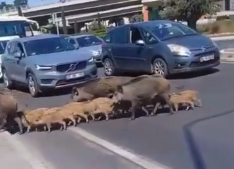 İzmir’in domuzları ortalığı karıştırdı.