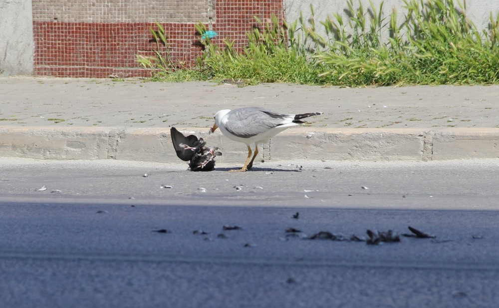 İzmir’in göbeğinde belgesellik görüntüler 