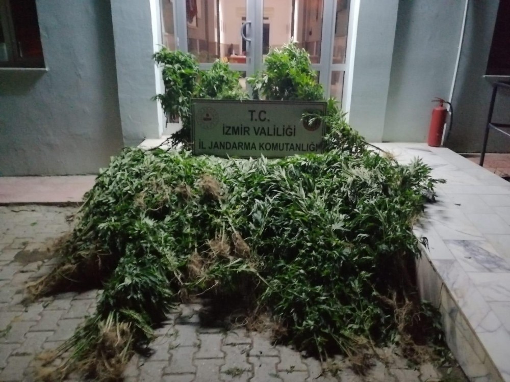İzmir’in iki ilçesinde çok sayıda Hint keneviri ele geçirildi 