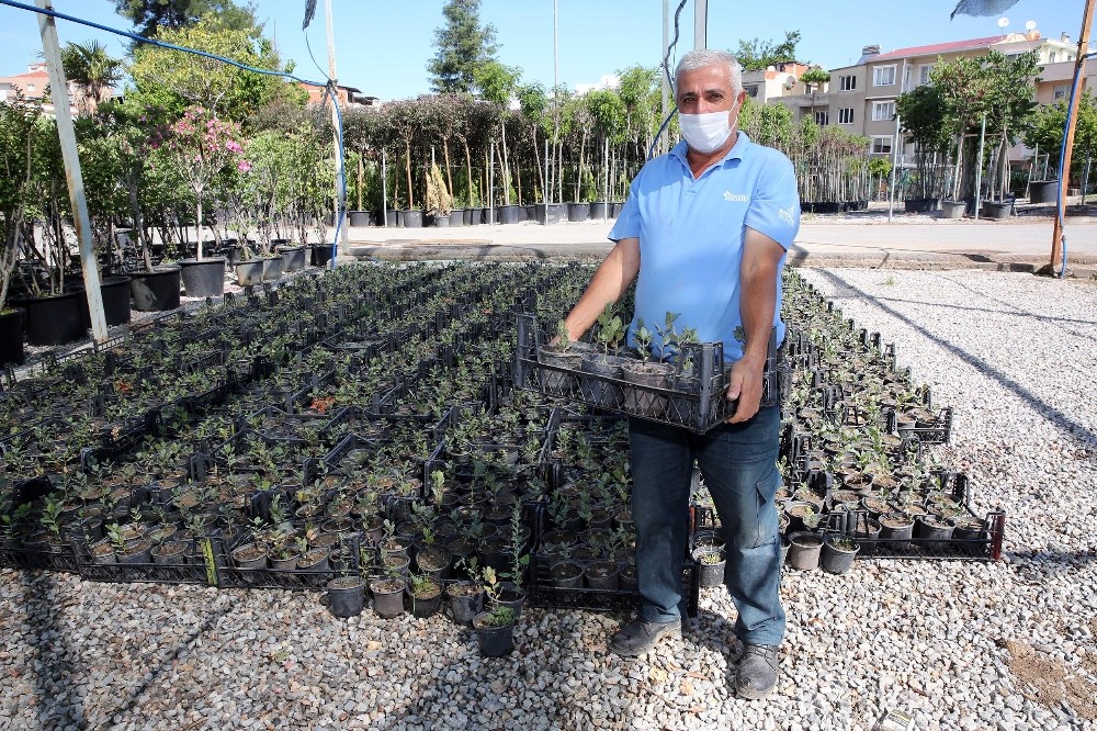 İzmir’in meşe ormanları yeniden yeşeriyor 