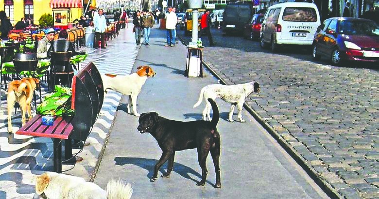 İzmir’in parası köpek toplamaya çar çur ediliyor