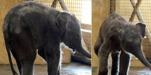 İzmir'in yeni filinin adı 'Deniz' oldu