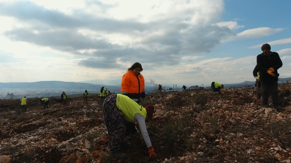İzmir’in yeni orman alanı nakış gibi işleniyor 
