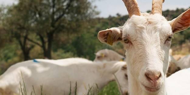 İzmirli besicinin yüzünü bakanlık güldürdü
