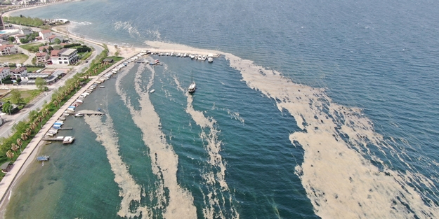 İzmit Körfezi'nde deniz salyası istilası sürüyor