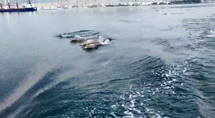 İzmit Körfezi’nde yunuslar deniz yüzeyi temizleme aracıyla yarıştı 