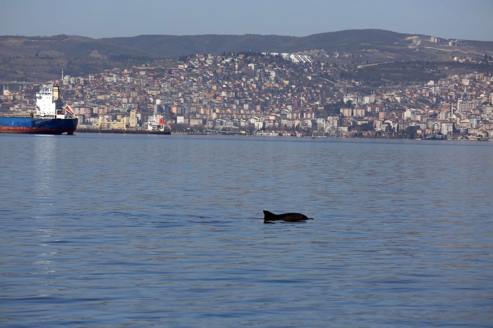 İzmit Körfezi’nde yunuslardan görsel şölen 