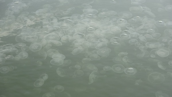 Körfez'deki denizanaları tehlike mi?