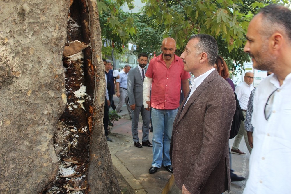 İzmit’in asırlık çınarlarının korunması için akademisyenlerle iş birliği yapıldı 