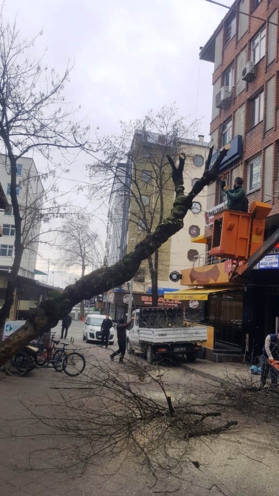 İzmit’te tehlike saçan ağaca müdahale 