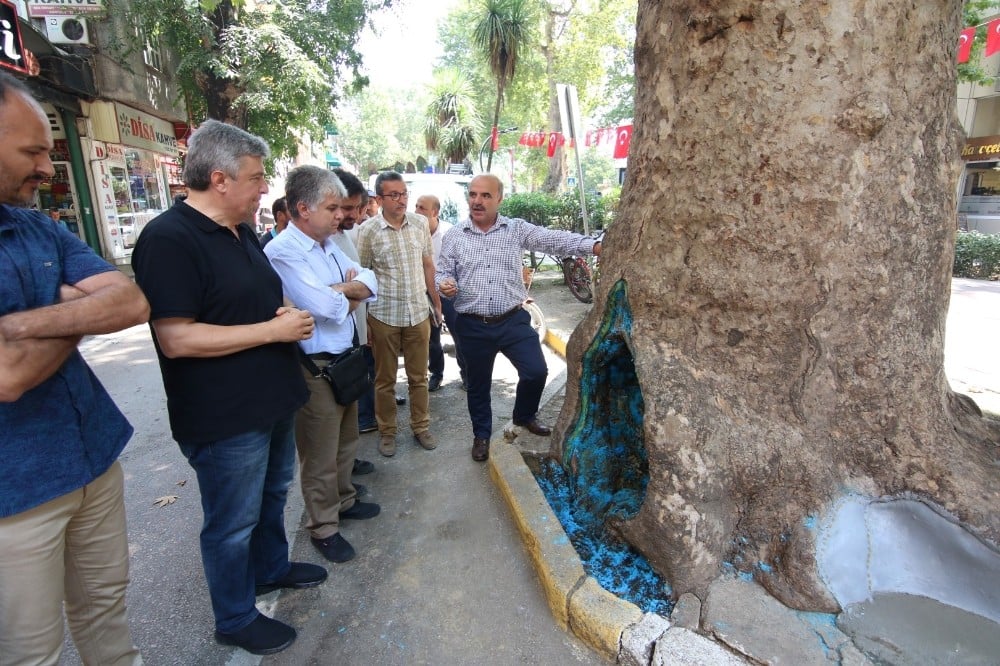 İzmit’teki tarihi çınar ağaçlarını kurtarmak için akademisyenler harekete geçti 
