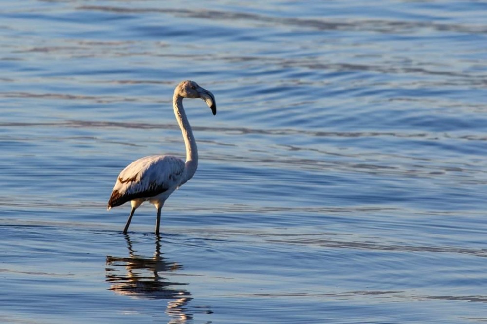 İznik gölünde ilk kez görülen flamingo kayıt altına alındı 