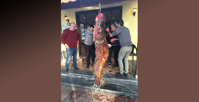 İznik Gölü'nden 2 metre 10 santim boyunda yayın balığı çıktı