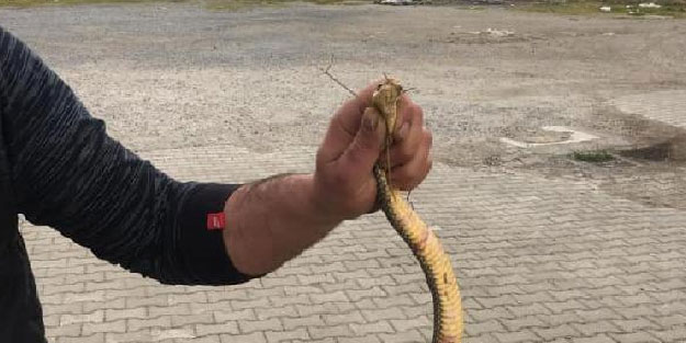 İznik'te yol kenarında gördüğü yılanı, eliyle yakaladı