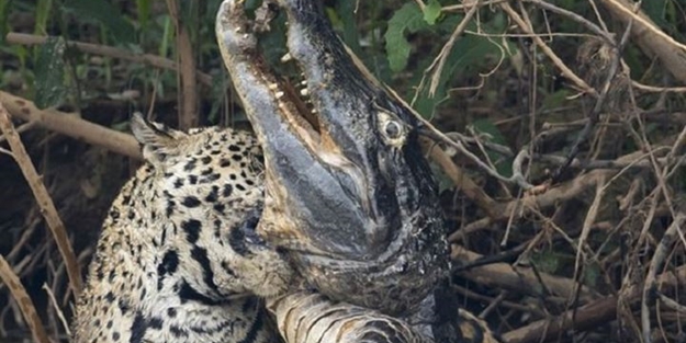 Jaguar timsahı böyle mideye indirdi!