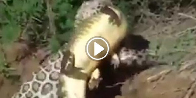 Jaguardan inanılmaz timsah avı