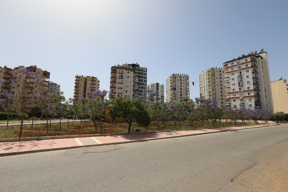 Jakaranda koruluğu, bölge halkına nefes oldu 