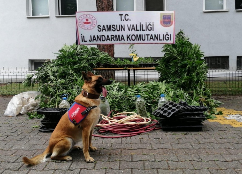 Jandarma 2 bin 600 kök kenevir bitkisi ele geçirildi 
