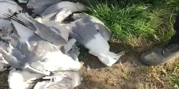 Jandarma 20 tanesiyle birlikte yakaladı! Martıyı vurmak pahalıya patladı