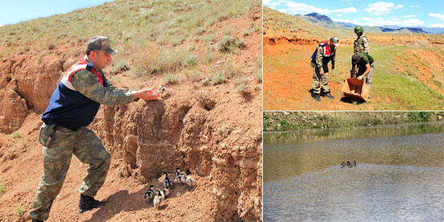 Jandarma angut yavrularını yuvalarına kavuşturdu