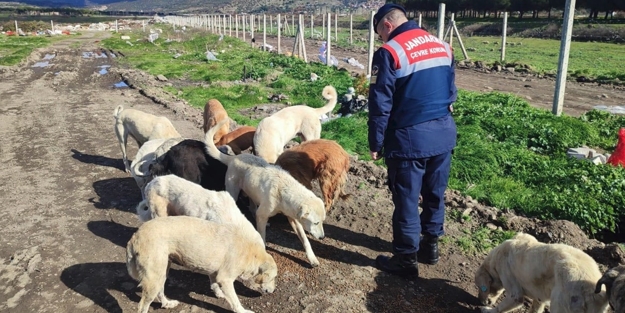Jandarma bin 665 sokak hayvanına sahip çıktı
