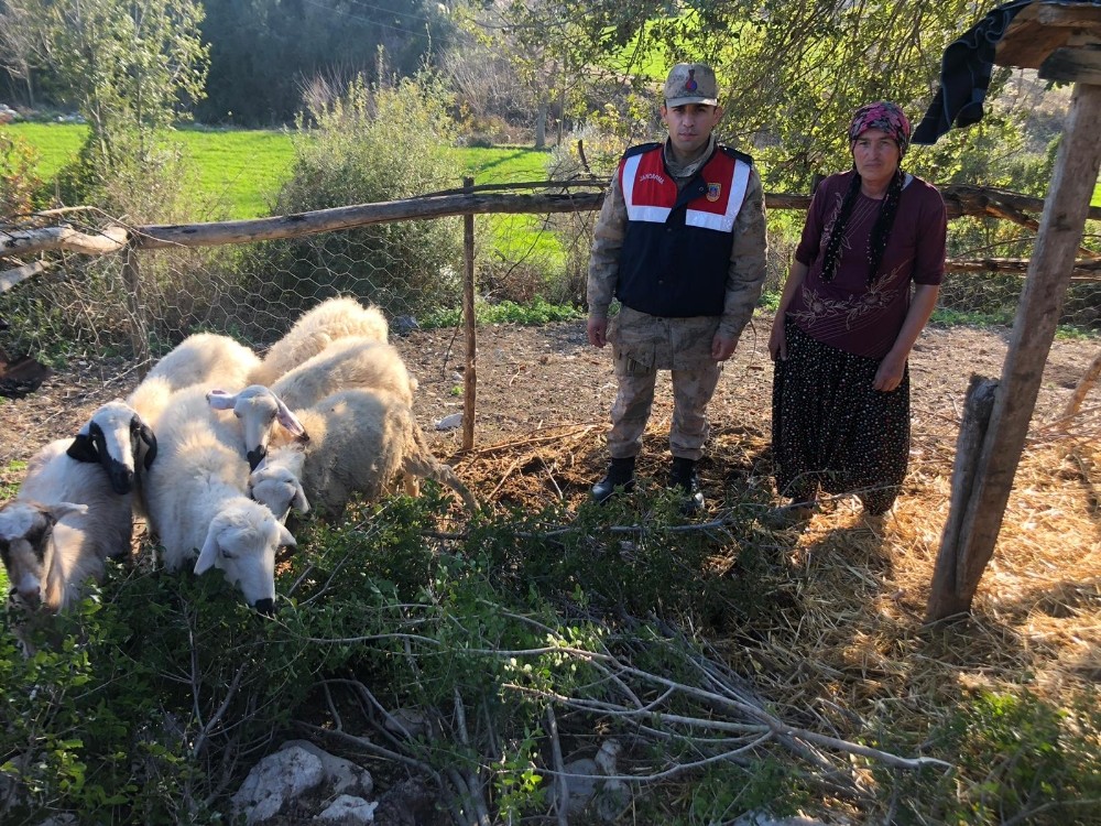 Jandarma çalınan koyunları bulup sahibine teslim etti 