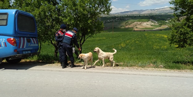 Jandarma ekipleri tam kapanmada sokak hayvanlarını besledi