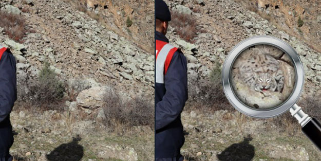 Jandarma Genel Komutanlığı paylaştı: Vaşak nerede?