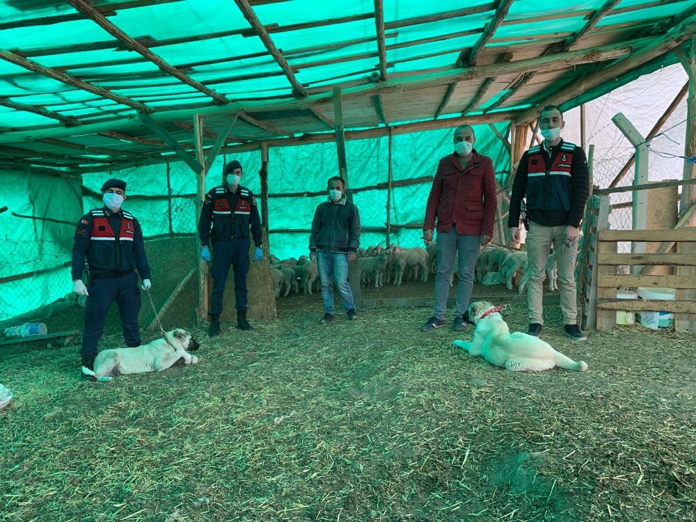 Jandarma hayvan hırsızını yakaladı 