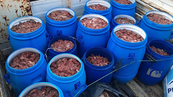 Jandarma ihbarla baskın yaptı… Ahırdan çıkanlar şoke etti! Bakın iftar sofralarına ne getireceklerdi…