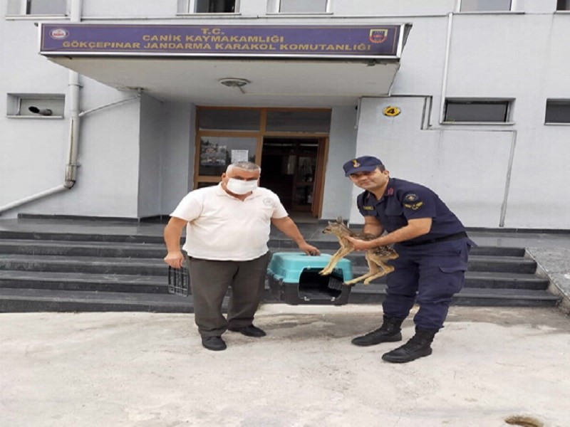 Jandarma karaca yavrusuna sahip çıktı 