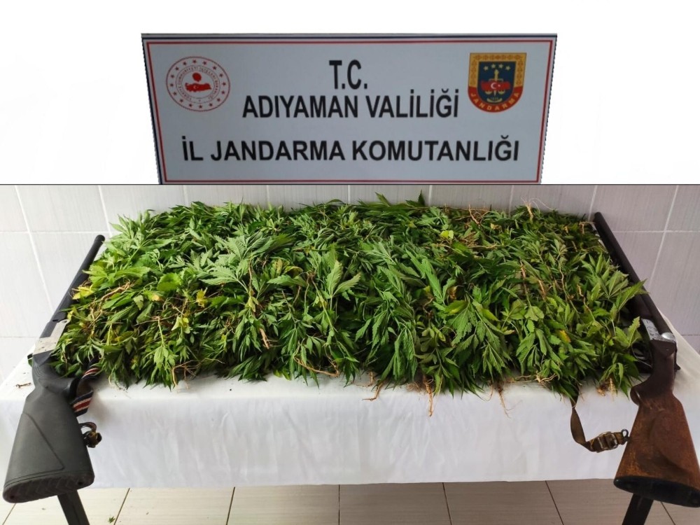 Jandarma kenevir bitkisi ele geçir 