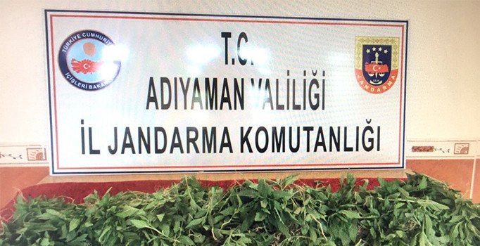 Jandarma kenevir bitkisi ele geçirdi