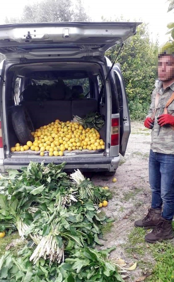 Jandarma limon hırsızlarını kıskıvrak yakaladı 