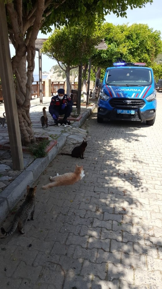 Jandarma, sokak hayvanlarını unutmadı 